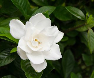 white gardenia flower