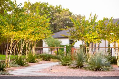 plants that can withstand heat and cold; Texas redbuds by Eden Garden Design