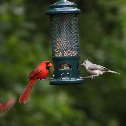 Red male northern cardinal songbird and crested titmouse bird perched on feeder with female cardinal in flight in green tree background.