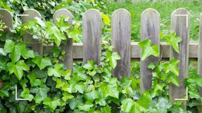 Weathered picket garden fence with overgrown ivy to support advice on how to get rid of ivy on a fence