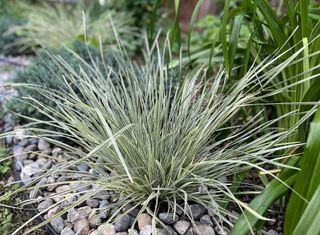Rock garden featuring Platinum Beauty Lomandra from Sunset Plant Collection