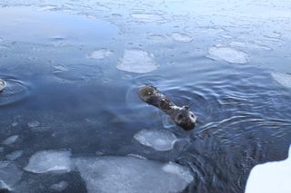 Seals with tracking instruments in Antarctica