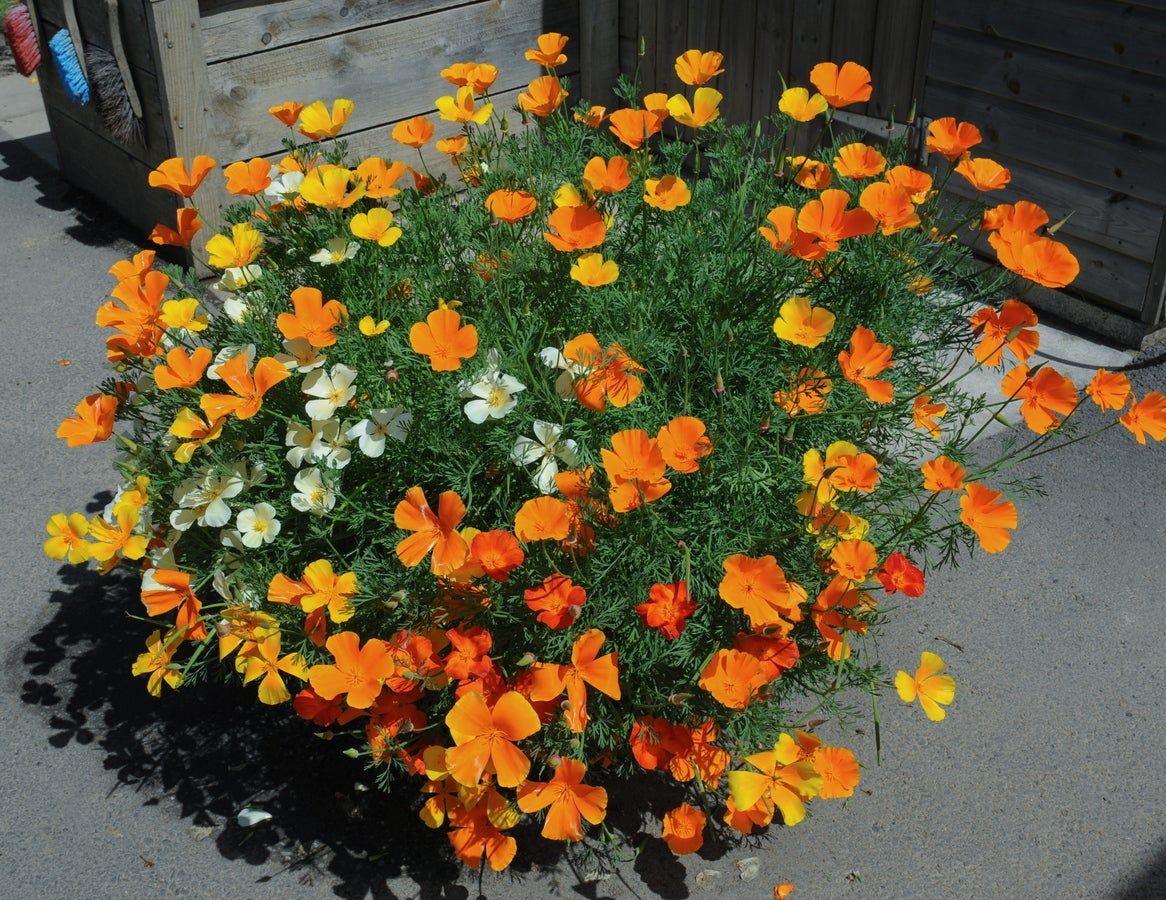 Beautiful Poppy Plants Growing Out Of A Container