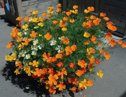 Beautiful Poppy Plants Growing Out Of A Container