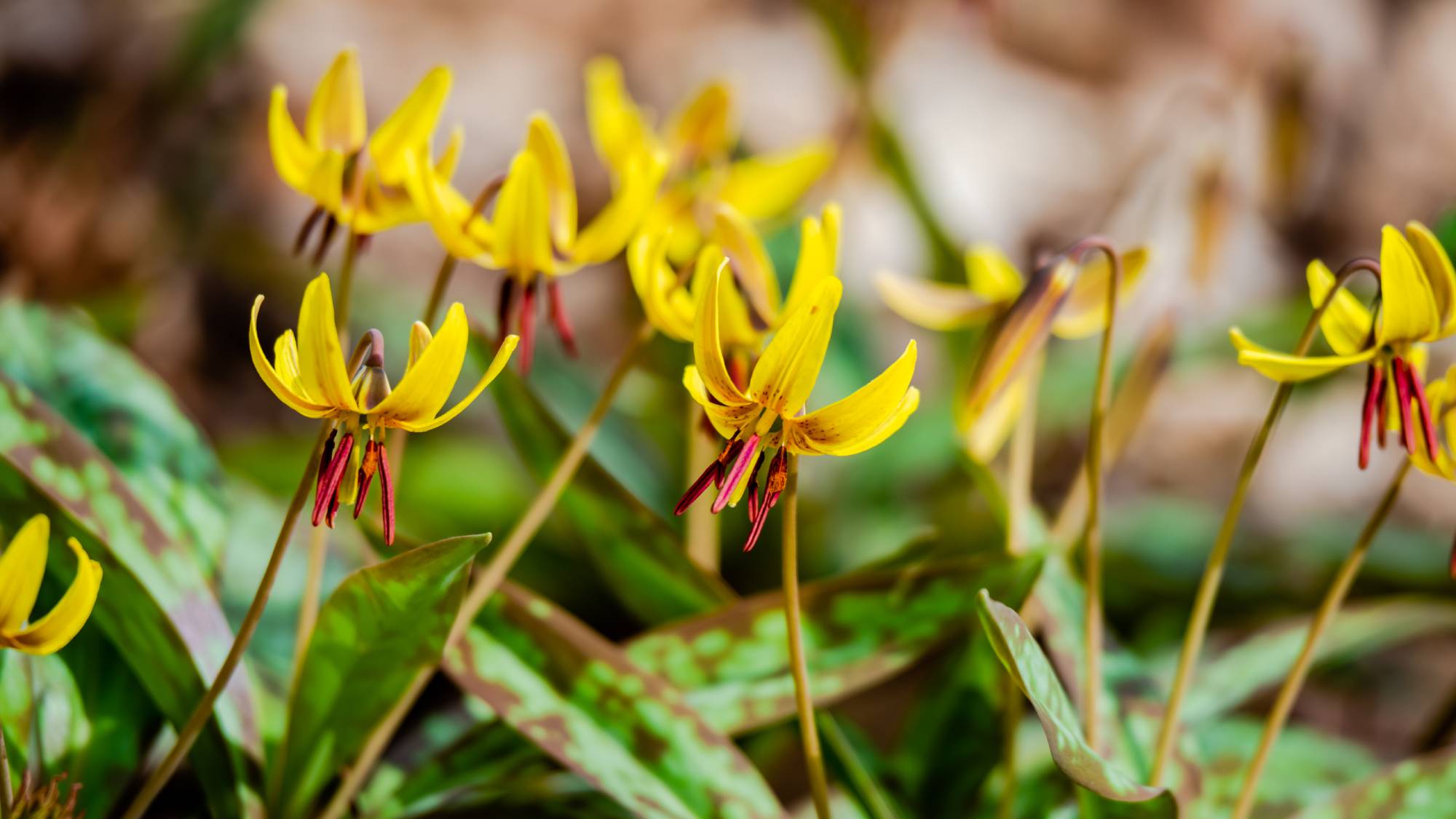 Close up of several trout lily flowers blooming