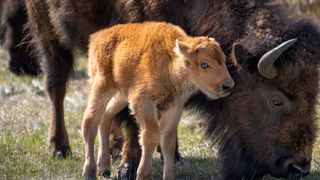 Bison calf and mother at Yellowstone National Park, USA
