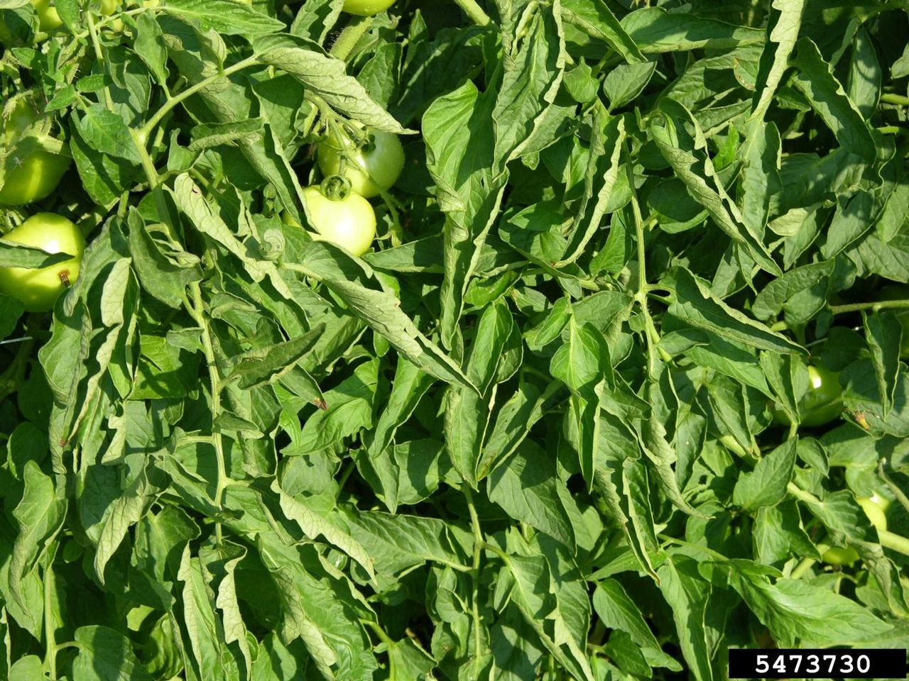 Physiological Leaf Curl On Tomato Plant