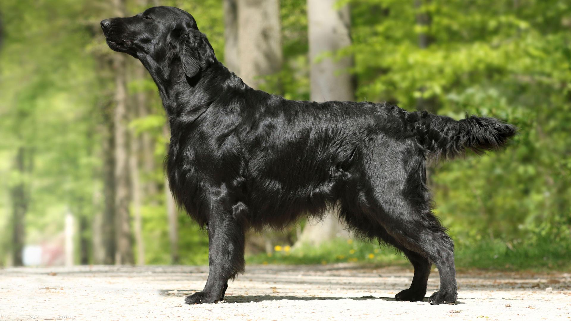 Flat coated retriever
