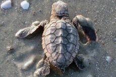 Hatchling loggerhead sea turtle