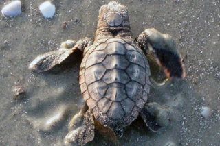 Hatchling loggerhead sea turtle