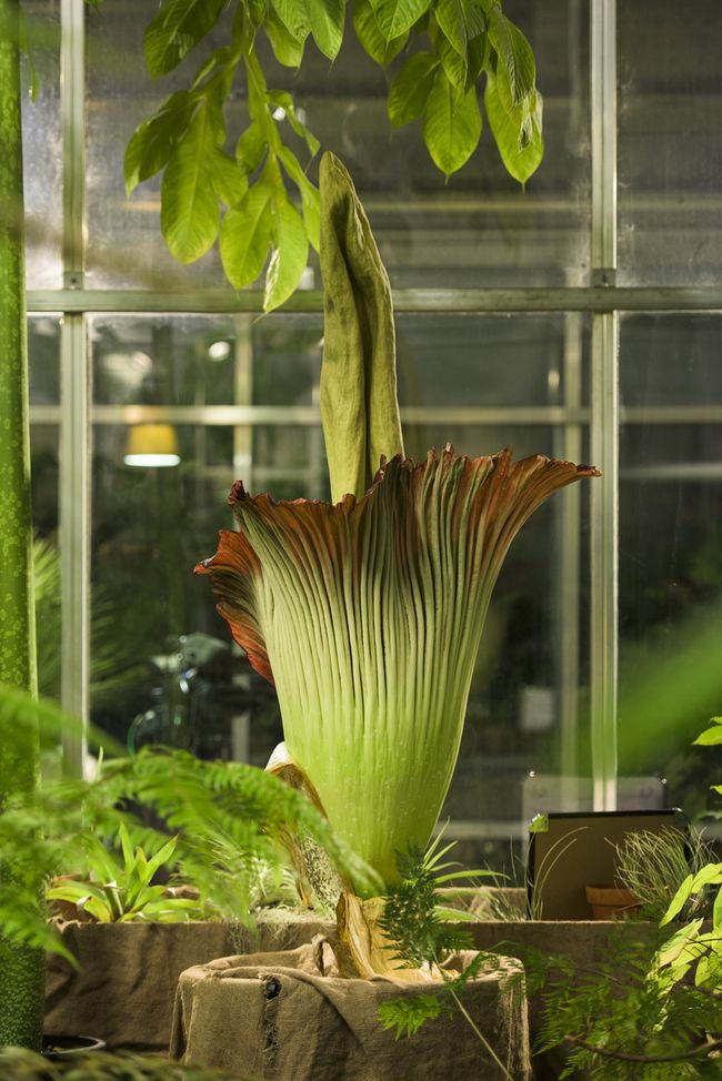 Photos: Stinky 'Corpse Flower' Blooms | Live Science