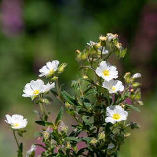 White rock rose or cistus flowers on blurred garden background