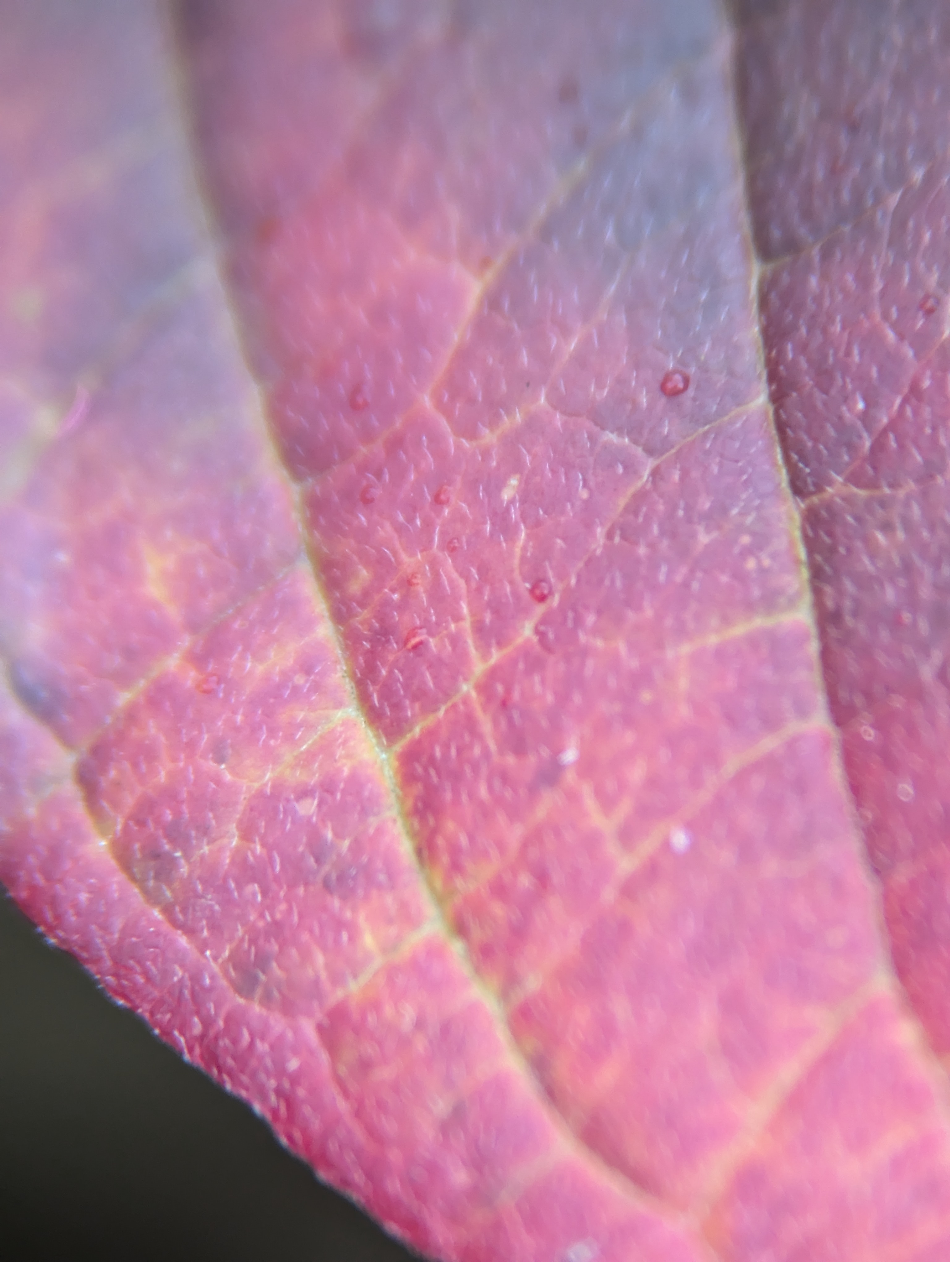 A photo of a red leaf taken with an Apexel TM6 TeleMacro lens