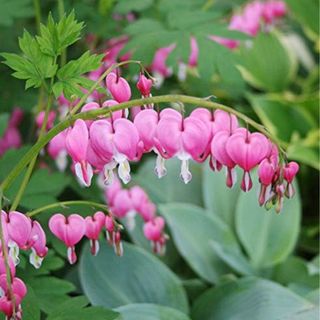 Pink Bleeding Hearts - Perennial Garden Flower Root