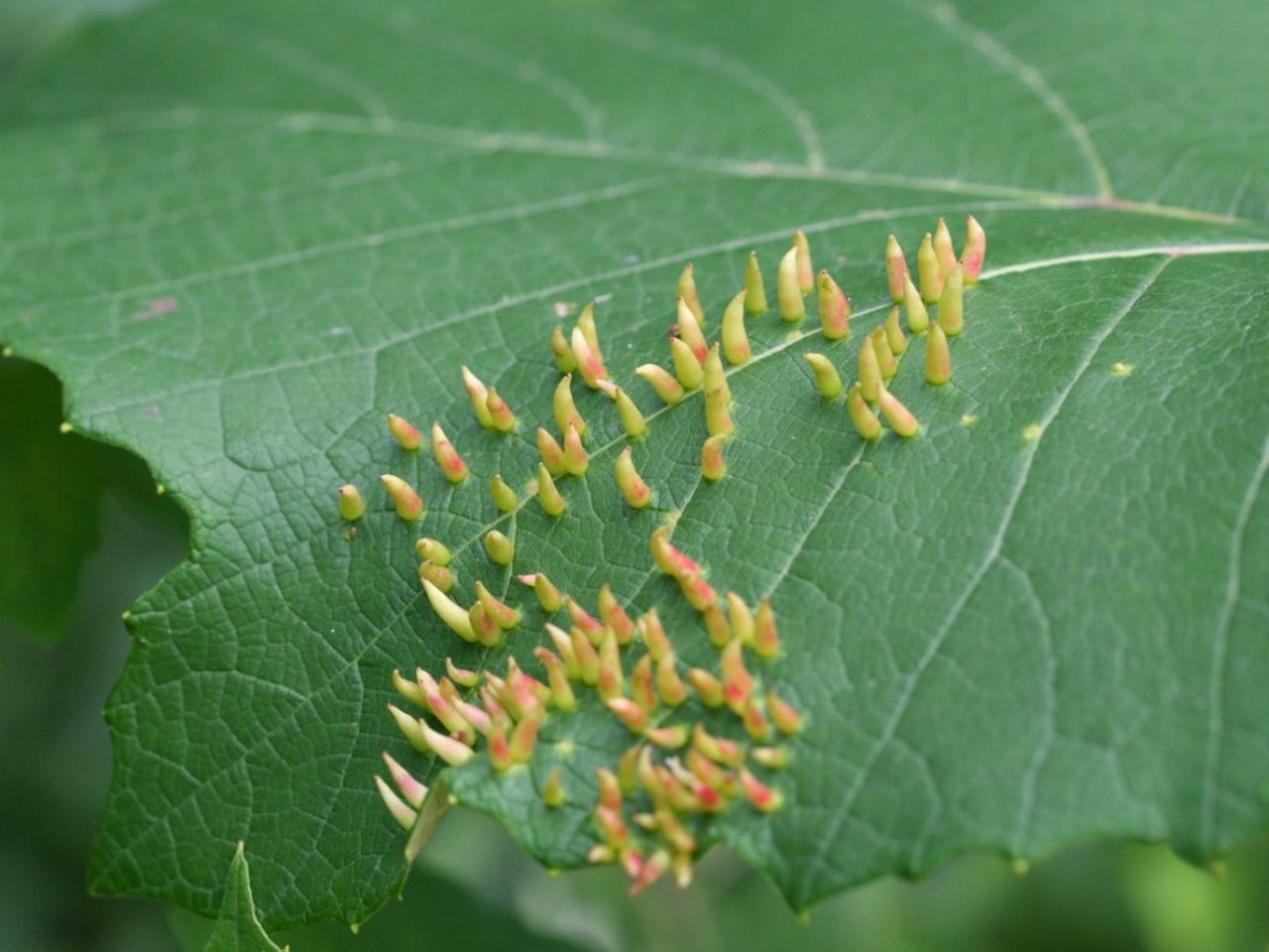 Spindle Galls On A Leaf