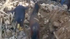 Turkey.png