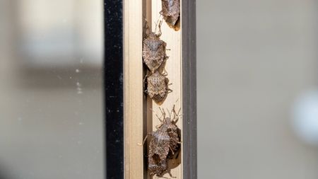 Stink bugs gathered in door crevice