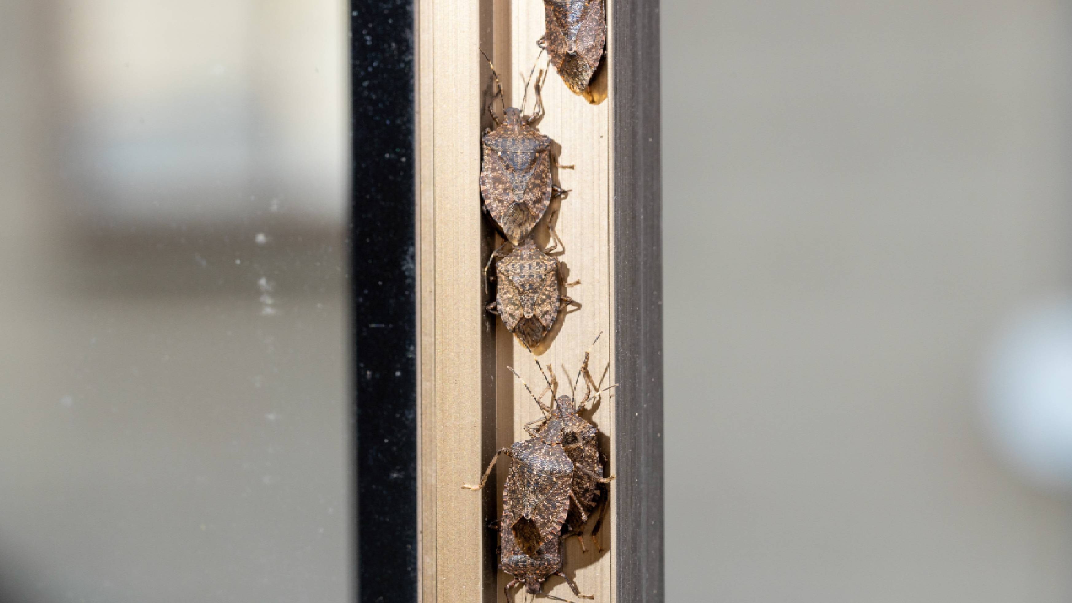 Stink bugs gathered in door crevice