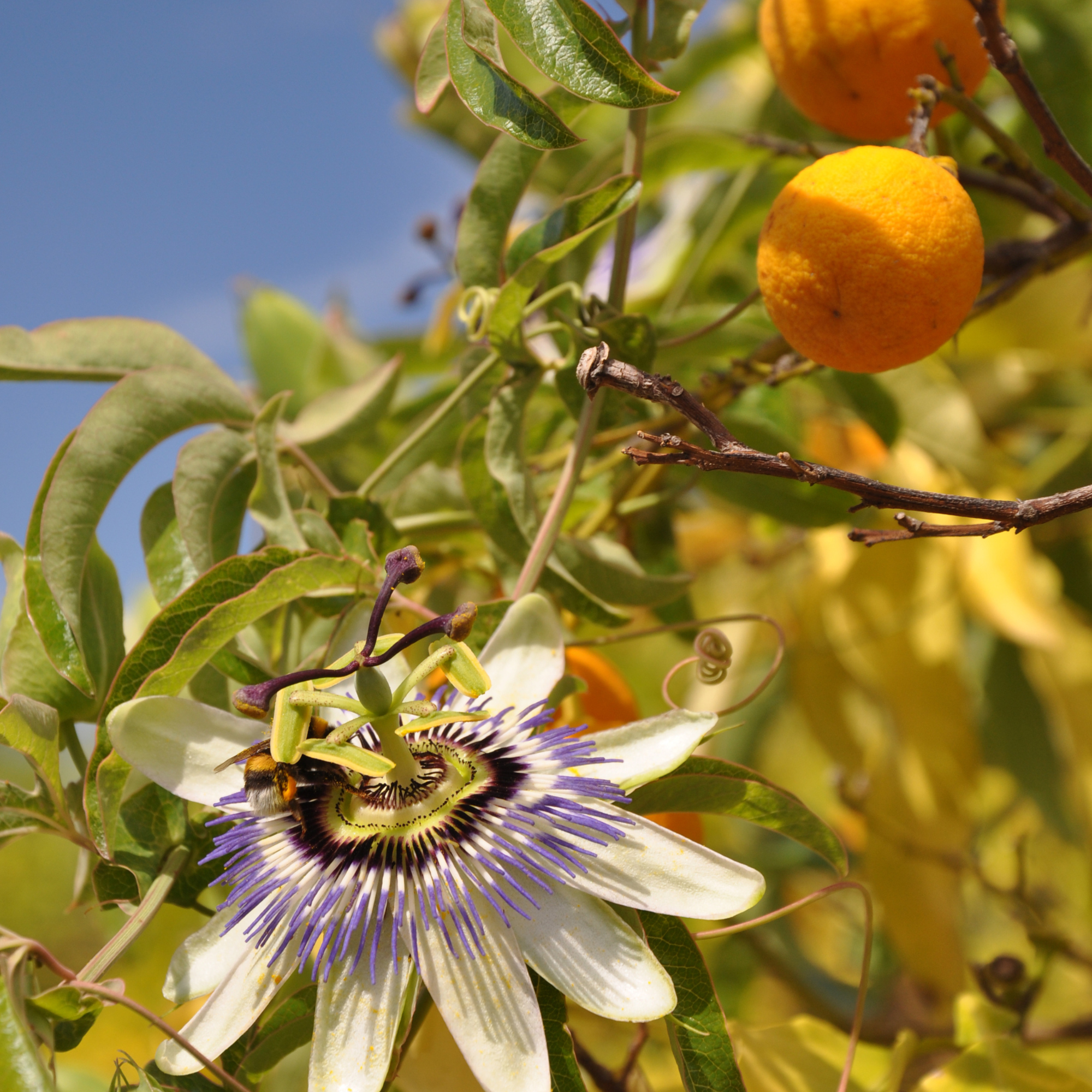 Passionflower and fruits in Yves Rocher's garden in La Gacilly (Morbihan, Brittany, France).