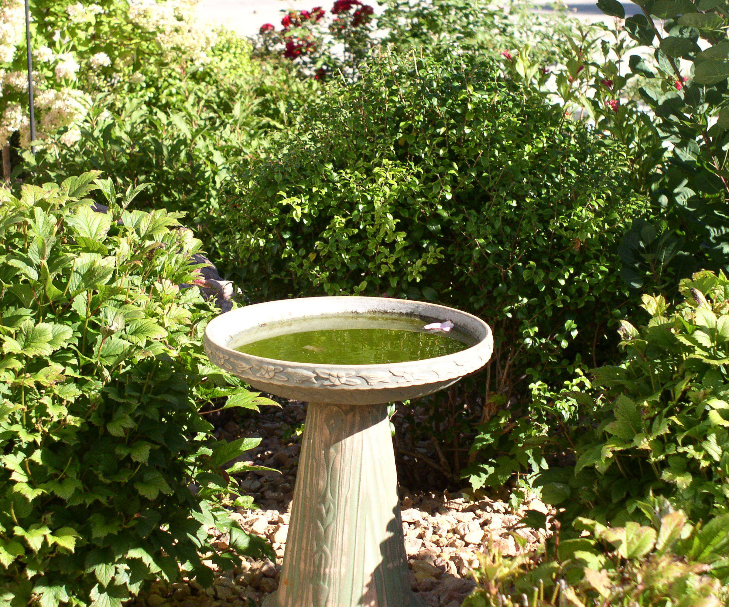 dirty bird bath with algae in water