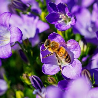 Honey bee on purple campanula flower or bellflower in garden