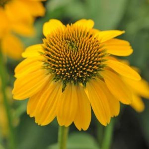 Sombrero&amp;reg; Lemon Yellow Coneflower