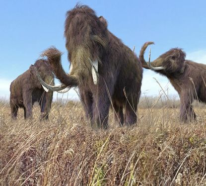 Scientists are trying to bring back the woolly mammoth