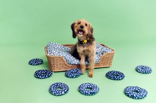 Ikea Utsådd pets collection modelled by a rescue dog sitting in a wicker basket