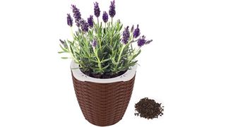 best lavender plant