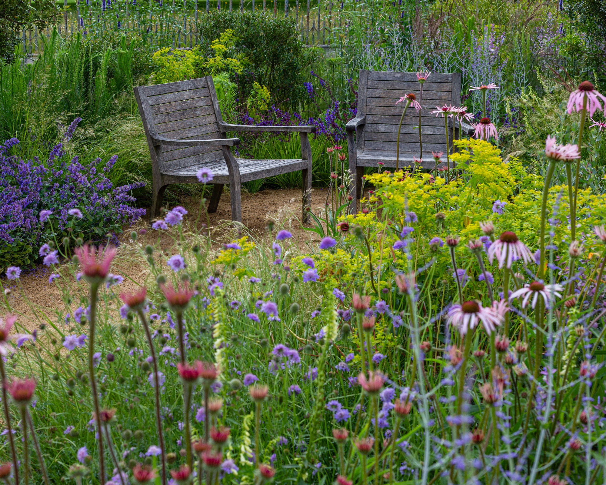 cottage garden planting design with pastel colors including coneflowers, scabiosa and lady's mantle