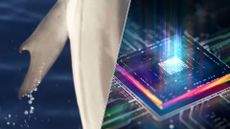 Science news this week includes a dolphin with an unexpected appendage and a massive 1,000-qubit quantum chip.