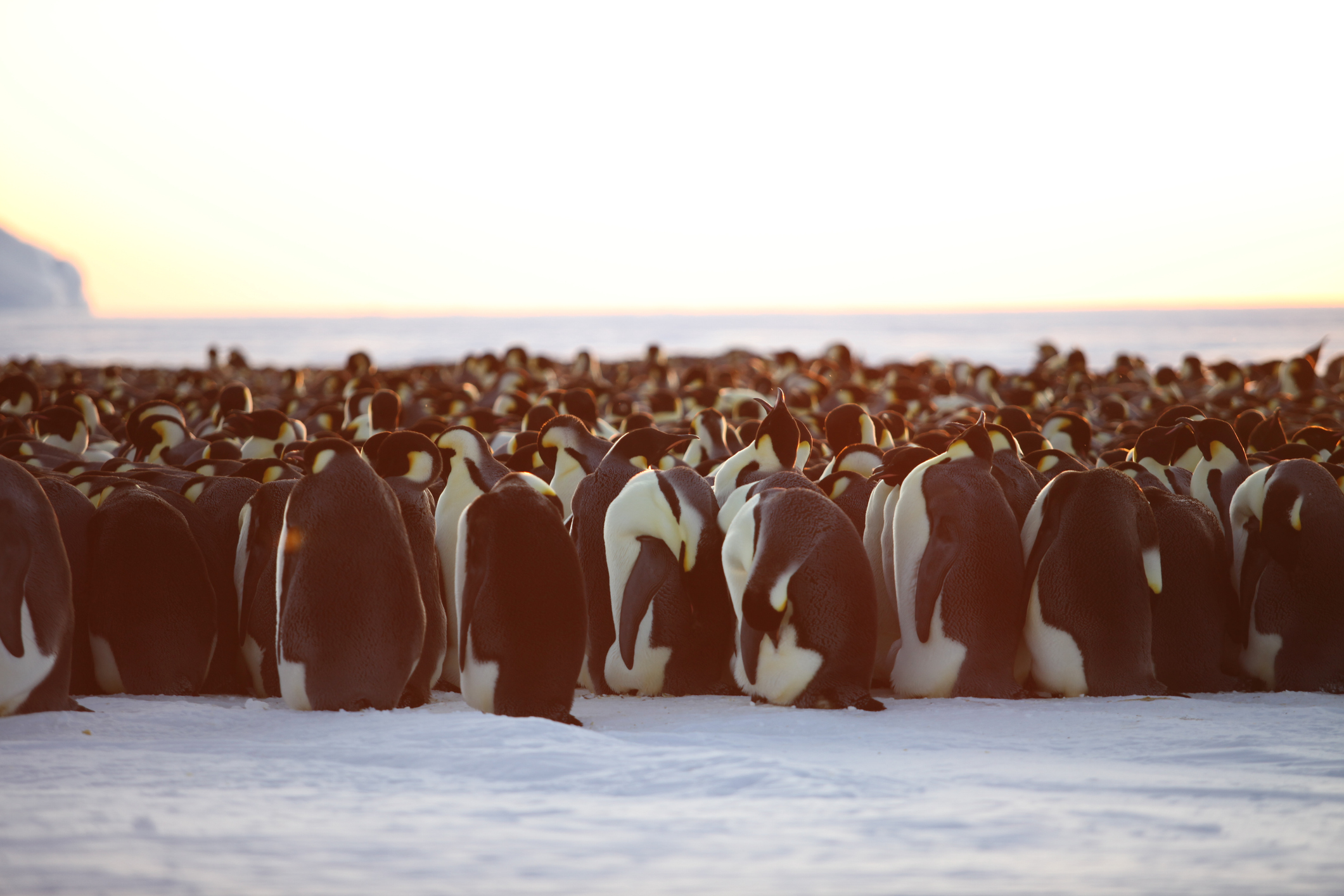 A large group of huddled emperor penguins