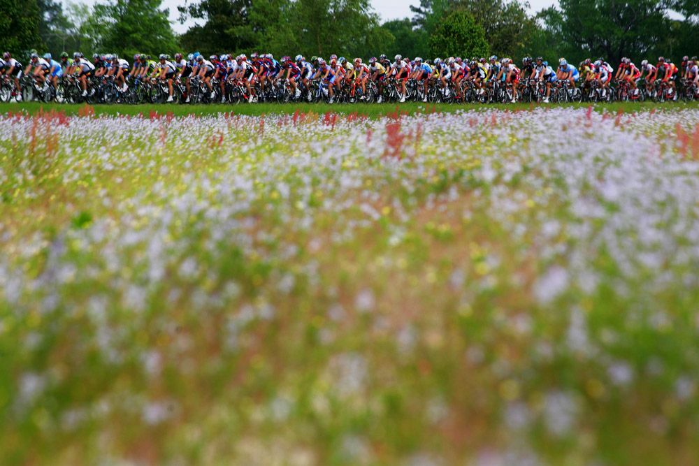The peloton passes by a field of wildflowers at the 2008 Tour de Georgia.