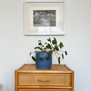 Wicker chest of drawers with blue plant pot and money tree under handing framed photograph