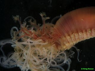 A bristle worm with many tendrils.