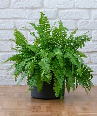 Nephrolepis exaltata, Beautiful potted Boston ferns or Green Lady houseplant on floor by brick wall in living room, home.