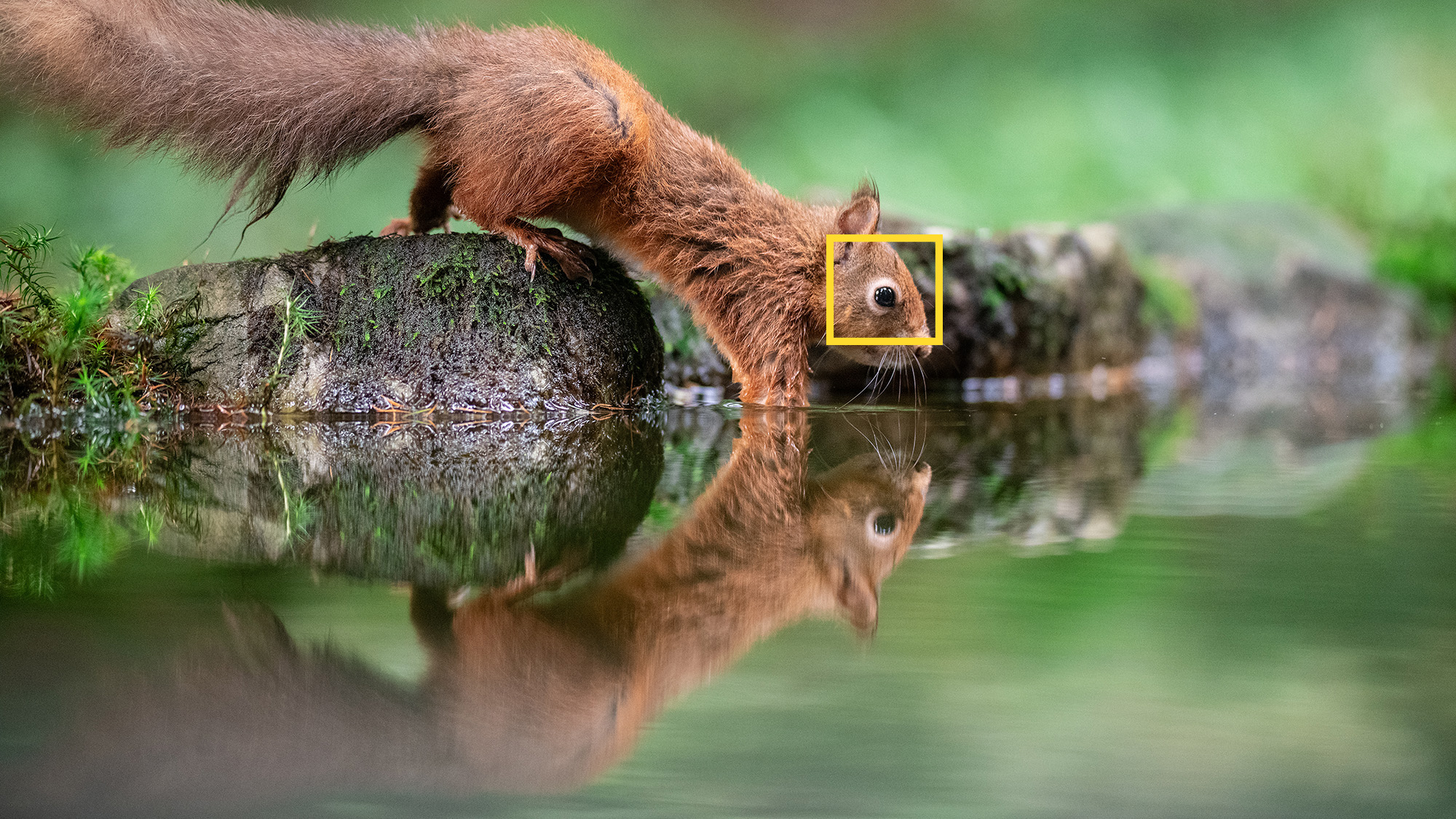 Red squirrel and its reflection looking into pool of water with yellow AF square over eye