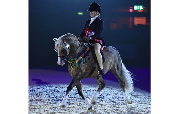 Hayley Grota riding CADLANVALLEY BUZBY owned by Hayley Grota, Champion in the NPS Baileys Horse Feeds M&amp;amp;M Ridden Pony of the Year Championships during HOYS in the NEC in Warwickshire in the UK on 6th October 2016