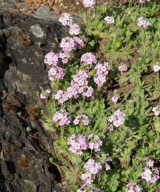 Rock jasmine planted in rockery