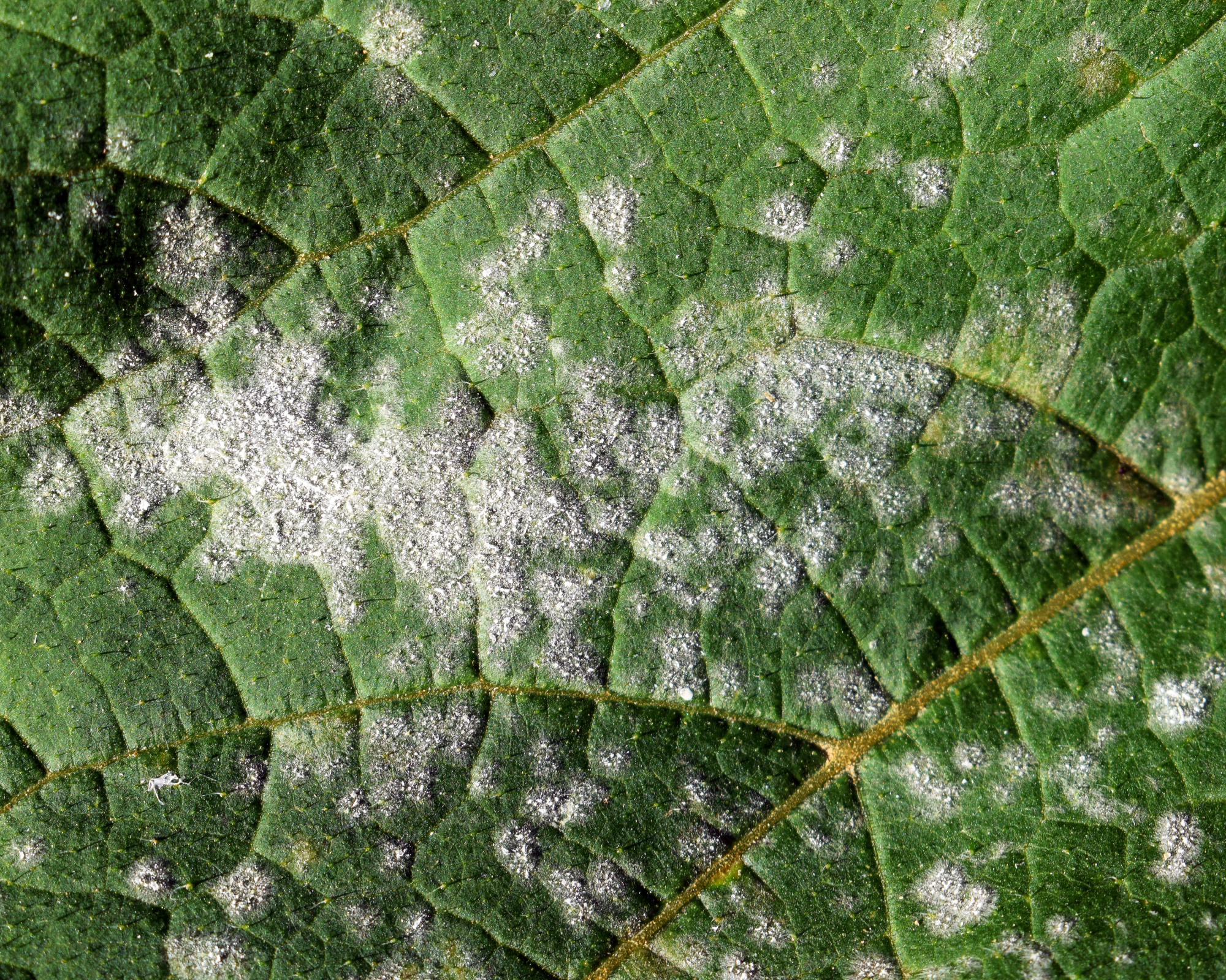 Fungal disease Powdery mildew on pumpkin foliage close up
