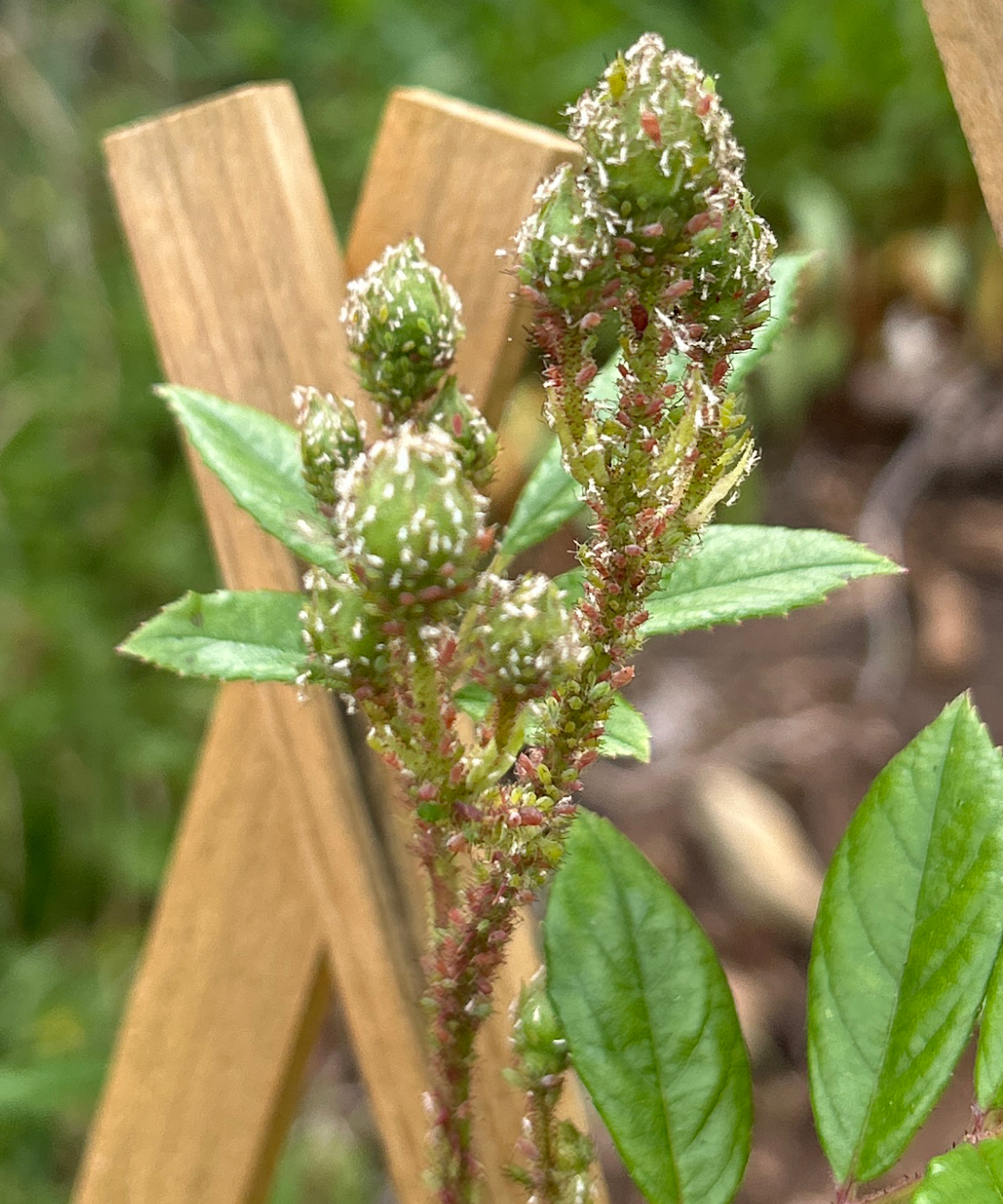 Rose aphids on new buds