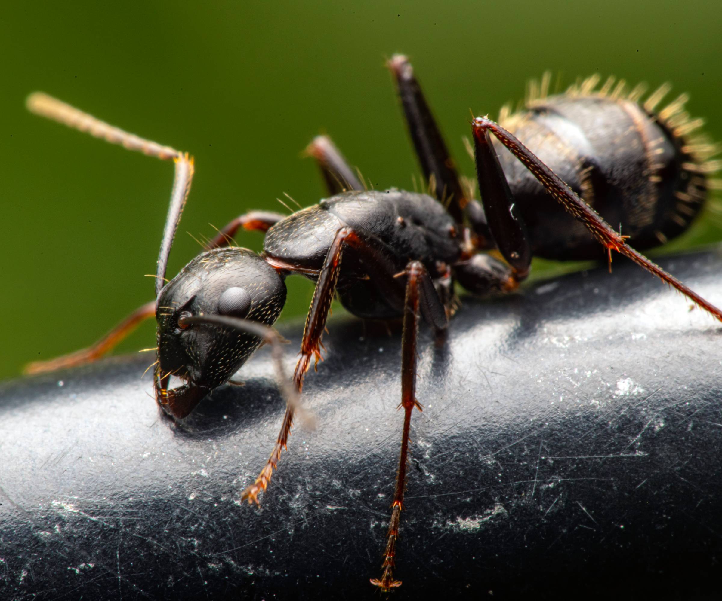 Closeup of carpenter ant
