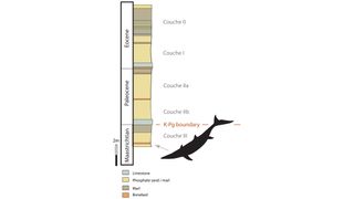 The fossils belonging to the newfound mosasaur were found in rock older than the K-Pg boundary, a term used for the mass extinction that killed the non-avian dinosaurs.