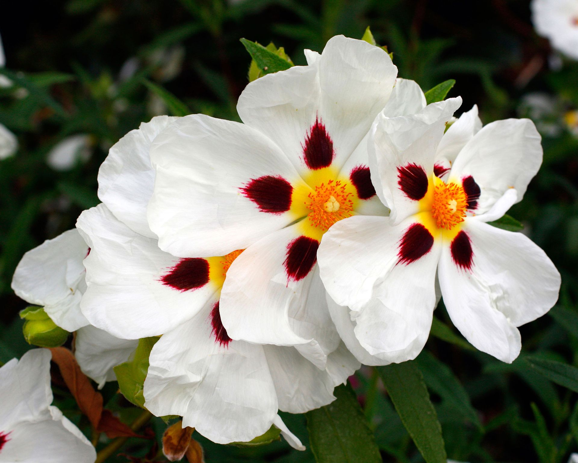 Clustered white flowers of Cistus Maculatus AGM