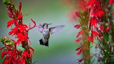 hummingbird and cardinal flowers