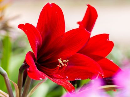 Red Amaryllis Flowers