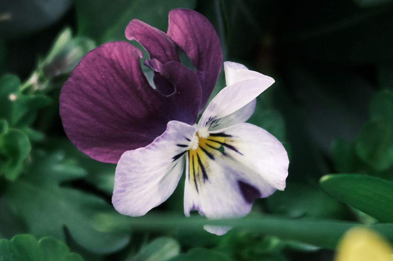 A photo taken on a Fujifilm GFX100RF medium format camera