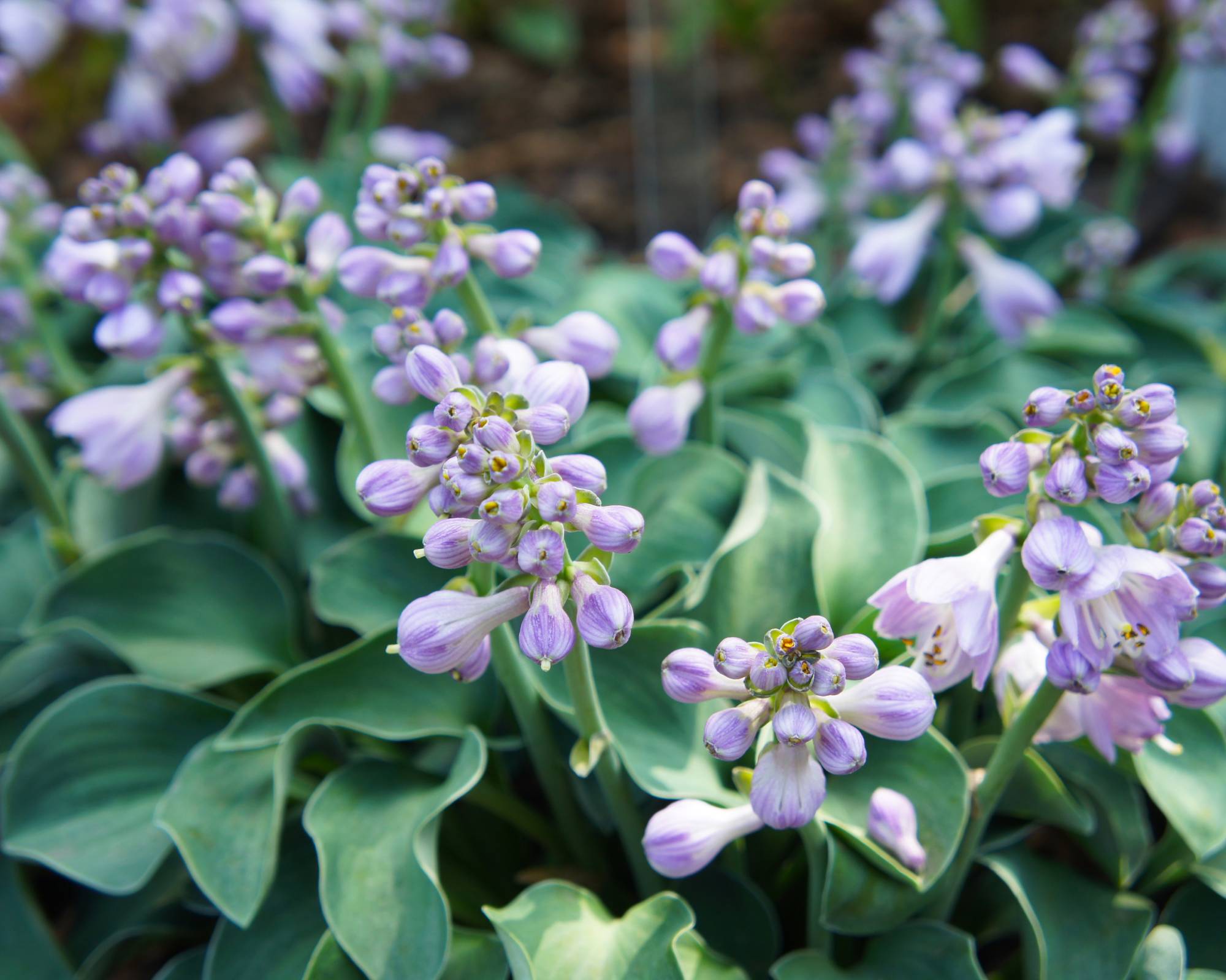 Blue Mouse Ear hosta