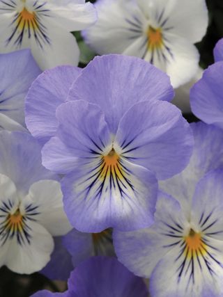 Pansy, Plentifall Frost with purple blooms