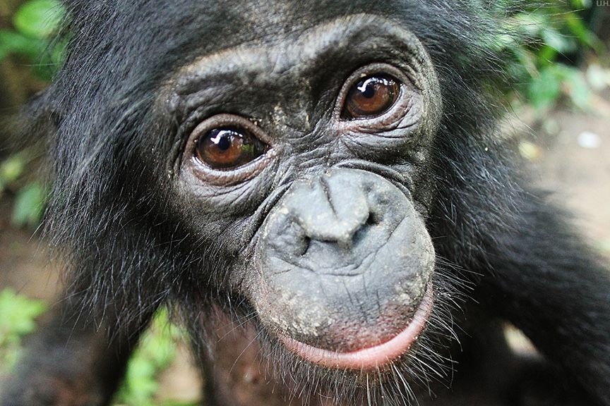 Bonobos, our close primate cousins with whom we share 99 percent of our DNA, will help strangers even when there is no immediate payback, and without having to be asked first.